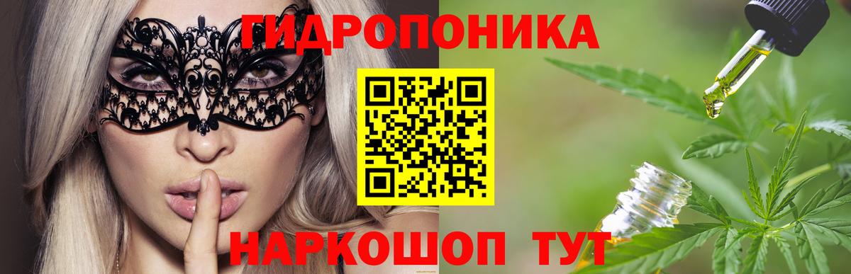 Каннабис индика Губаха